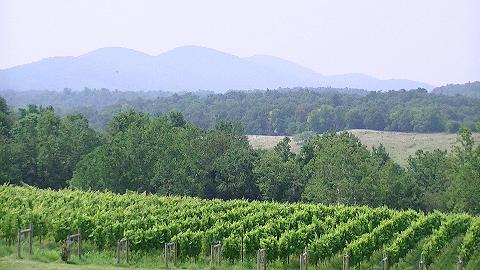 Delaplane Cellars